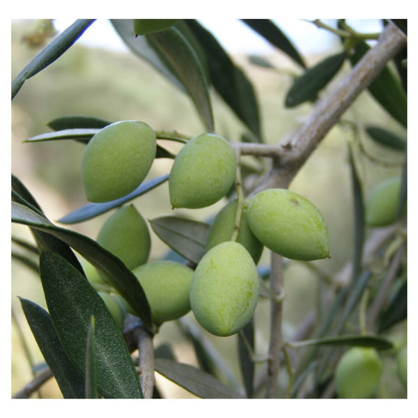 Ziro | Early Harvest Organic Olive oil