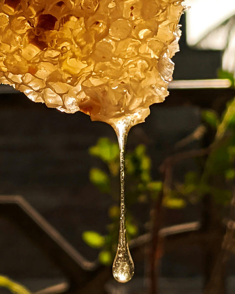 Axion Esti | Organic Honey with Thyme