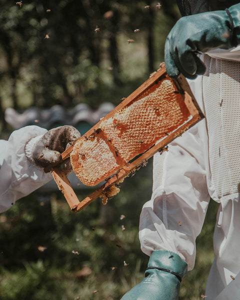 Symbeeosis | Greek Organic Oak Honey